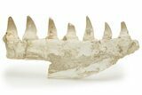 Fossil Mosasaur (Eremiasaurus?) Jaw Section - Morocco #220669-5